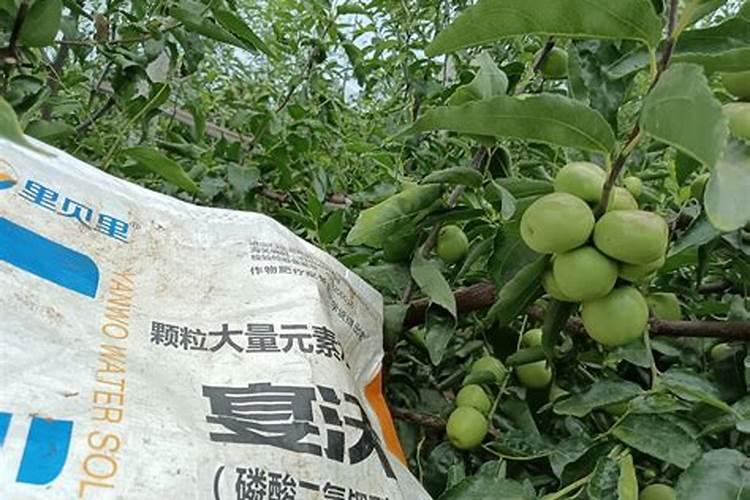 秋季枣树栽种注意事项 秋季枣树怎么栽种