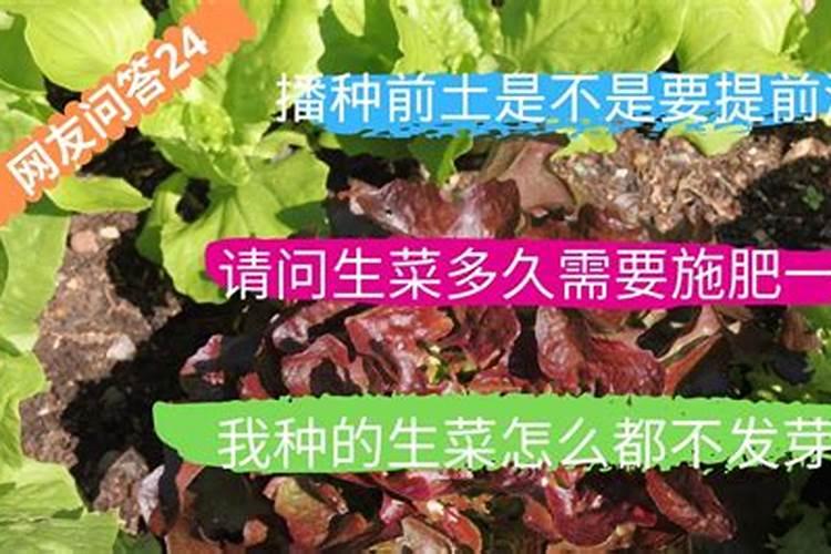 生菜叶片增厚用什么叶面肥