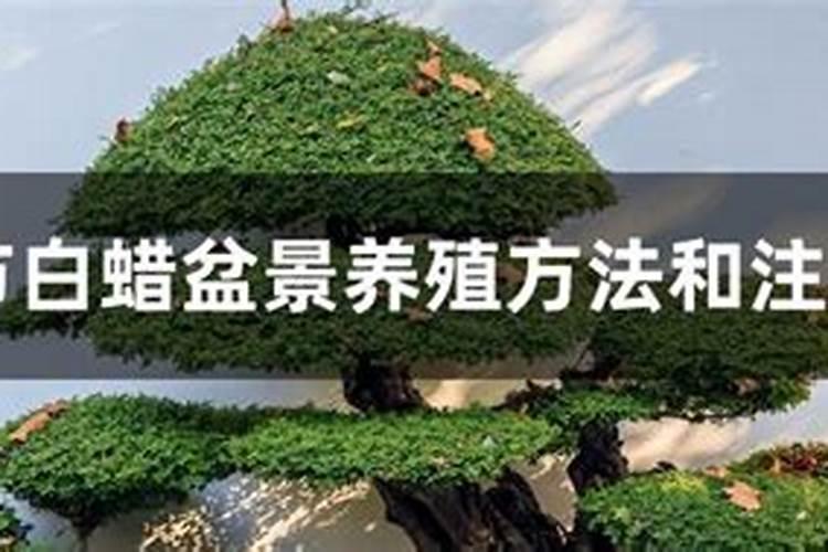 白蜡树施肥时间和方法