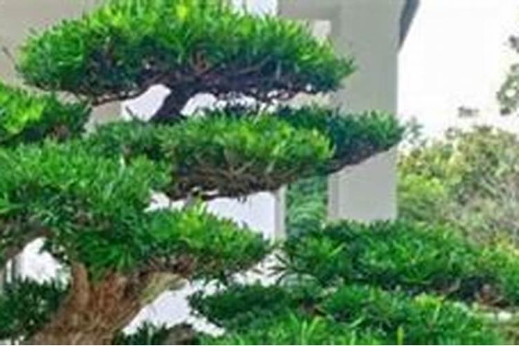 罗汉松移栽多久算成活
