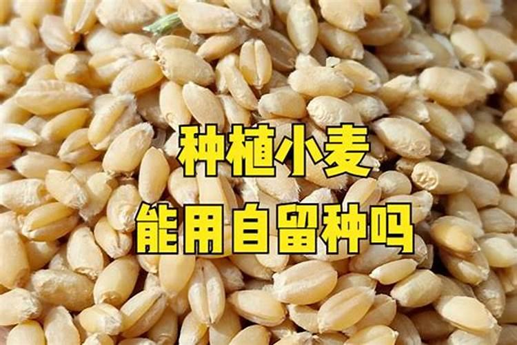 种小麦用什么肥料比较好(小麦施肥与后期追肥最佳时间)