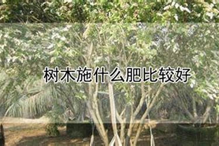 梨树施肥的位置和方法有哪些？