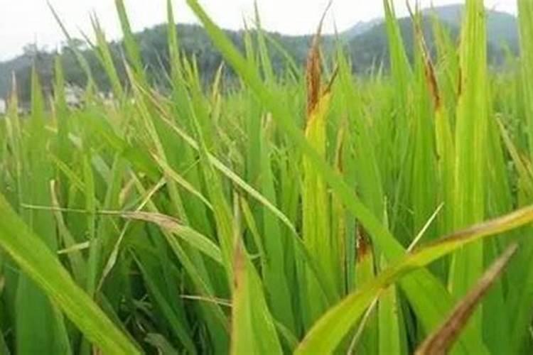 大蒜叶面施肥,大蒜叶面施肥方法是什么？