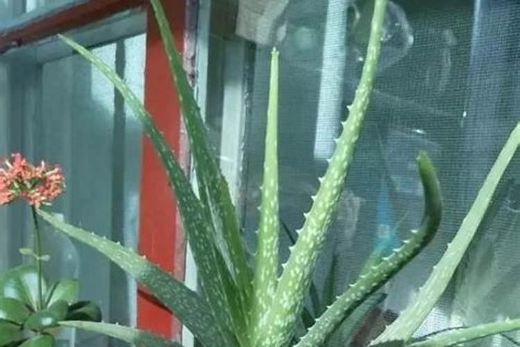 芦荟用什么肥料长的快 芦荟上什么肥料长的厚