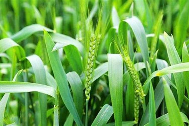 种小麦用什么肥料好