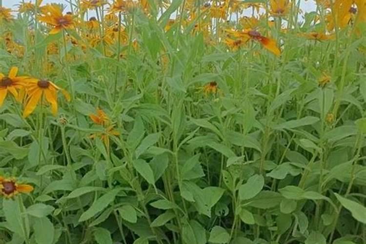 如何养菊花又矮又壮