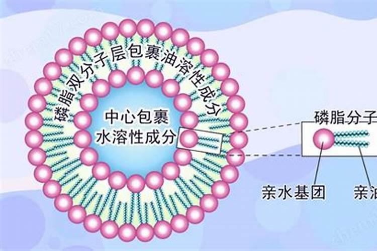 叶硕水溶肥效果怎么样？