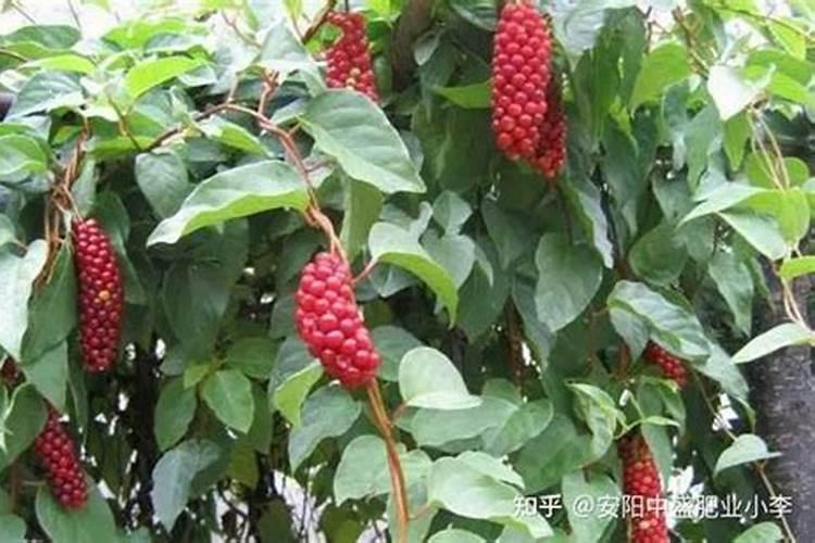 北五味子花期施肥管理方法