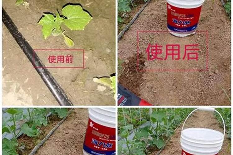 葡萄施肥第一大忌