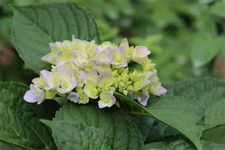 绣球花什么时候浇磷酸二氢钾