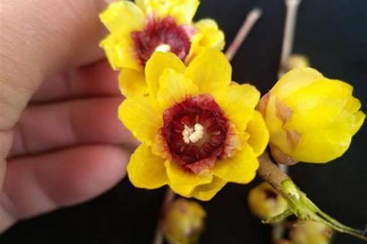 怎么给茶花施肥秋季花苞爆满枝