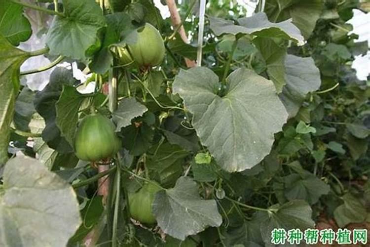 在温室大棚如何栽培薄皮甜瓜？种植过程中如何管理？