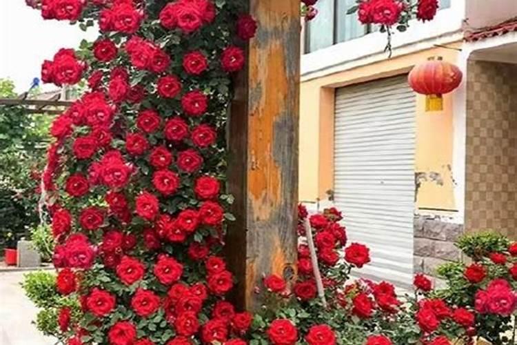月季花不长叶子怎么办 不长新叶处理方法