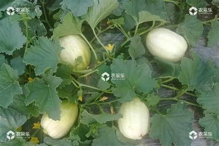中国最好的芸苔素是什么品牌