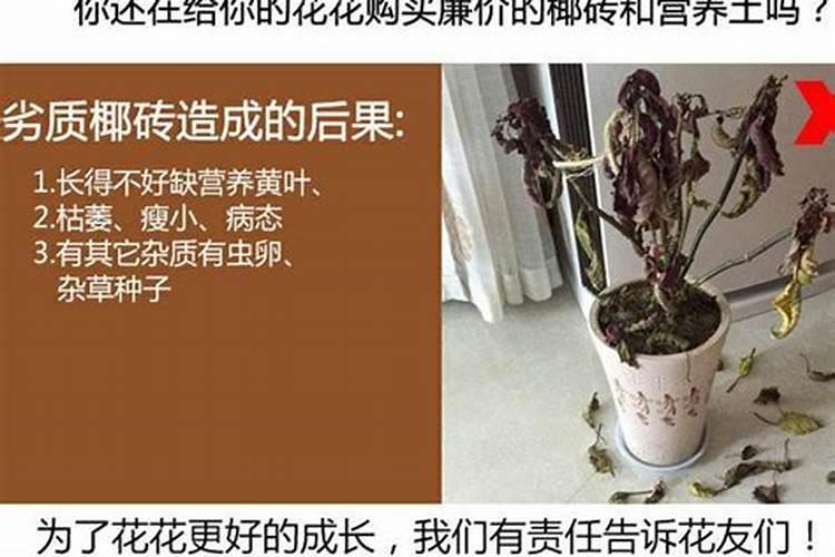椰砖怎么用