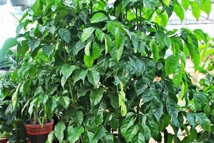 汽车用的尿素可以当花肥吗？幸福树绿萝可以用吗？