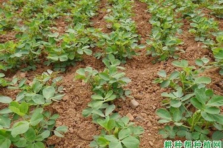 花生叶面肥自己怎么配 或花生生长期连续降雨