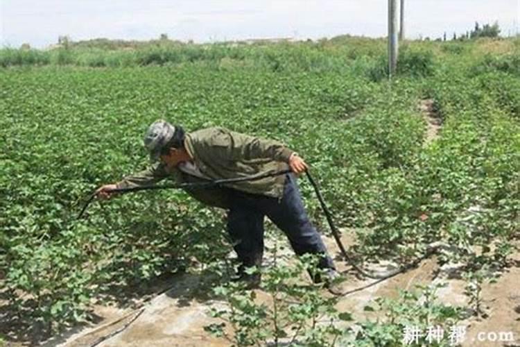 叶面喷施锌肥作用,喷施用量为多少合适