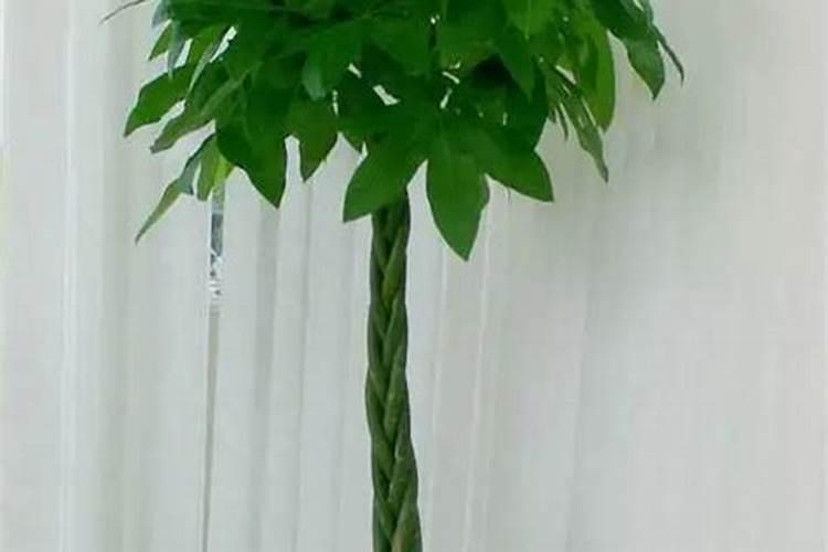 发财树绿萝稀稀拉拉？肯定是你没做到这一点!