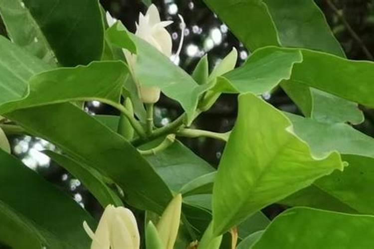 白兰花用什么肥料最好(白兰花怎么施肥长得快开花多)