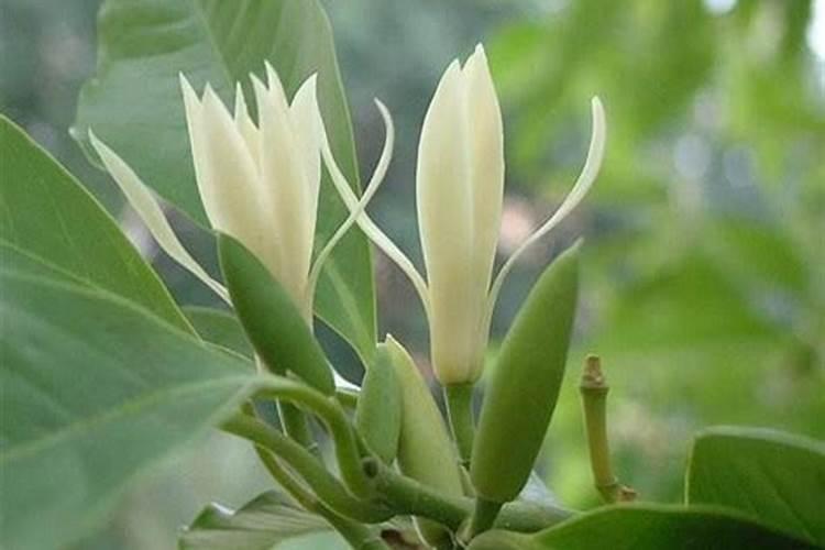 白兰花用什么肥料最好(白兰花怎么施肥长得快开花多)