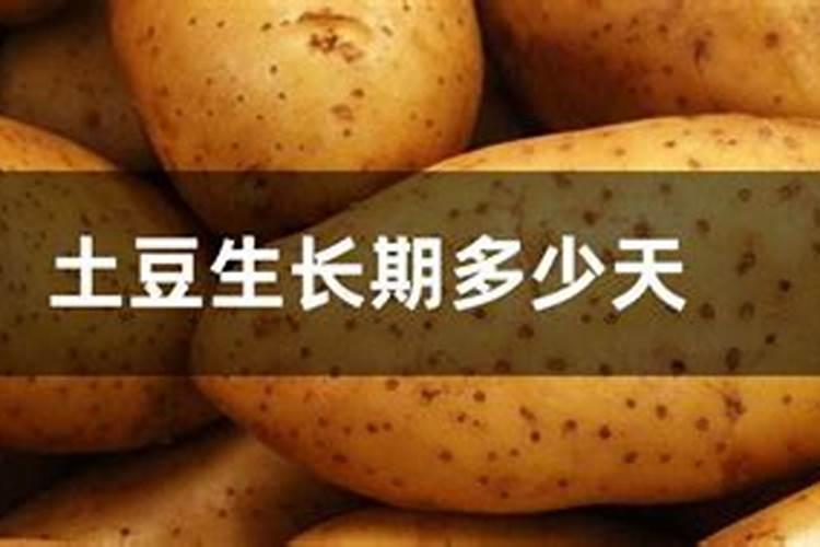 土豆施肥用什么肥料