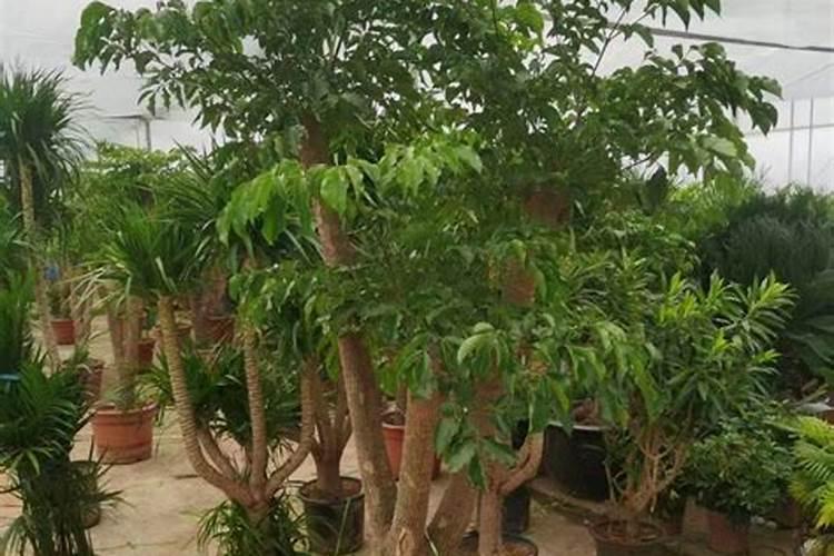 幸福树多久施肥一次用什么肥料好？