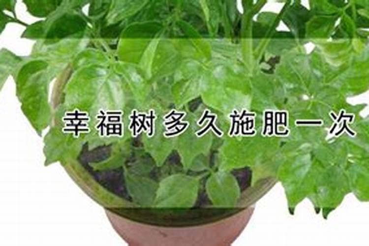 幸福树多久施一次肥,施什么肥好