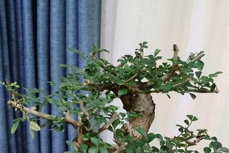 砂糖橘下山桩好不好养活