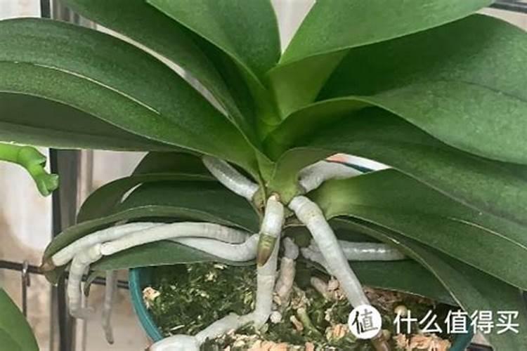 蝴蝶兰花心冻伤怎么办