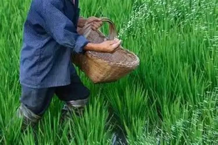 果树缺钙用什么肥料最适合(果树需补什么钙肥最好)