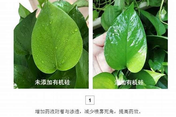 氮肥可以喷叶面吗