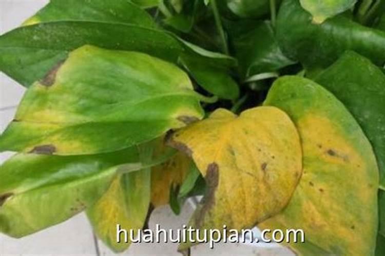 水溶肥的配方和制作方法