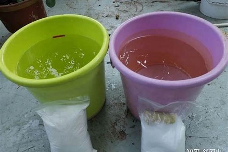 水培绿萝用什么肥料长得快