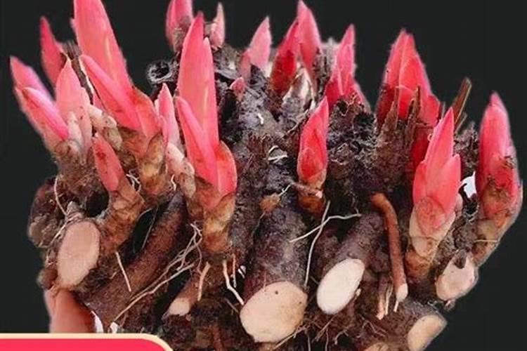 芍药花施什么肥最好
