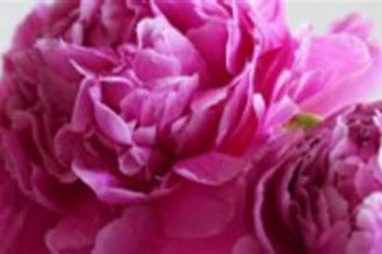 芹菜软腐病用什么药好