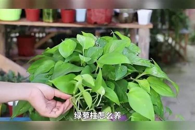 水培植物冬天怎么养？