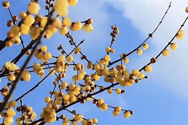 怎么让栀子花长高长粗