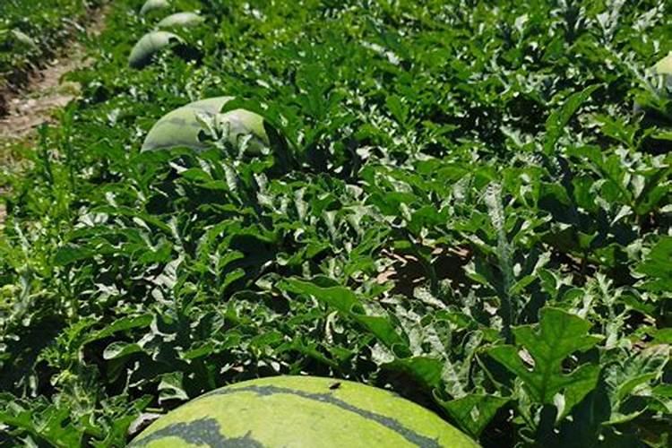 西瓜苗用什么叶面肥会比较不错