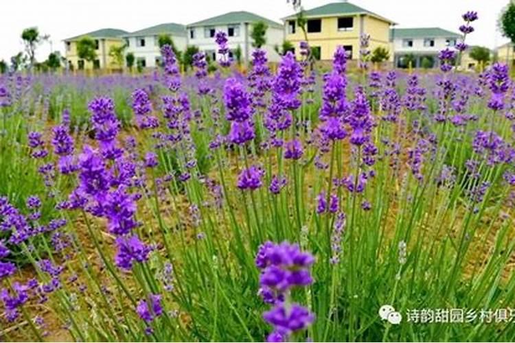 薰衣草施什么肥好,薰衣草施肥方法