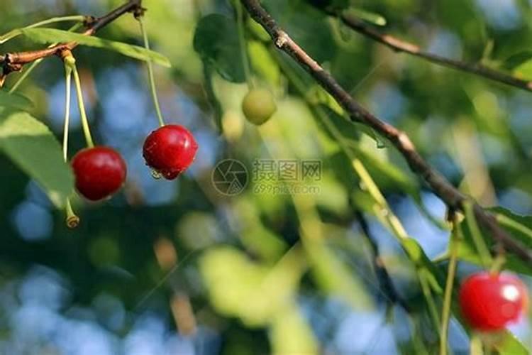 樱桃大棚结束后冲施高磷水溶肥可以吗有毒吗？