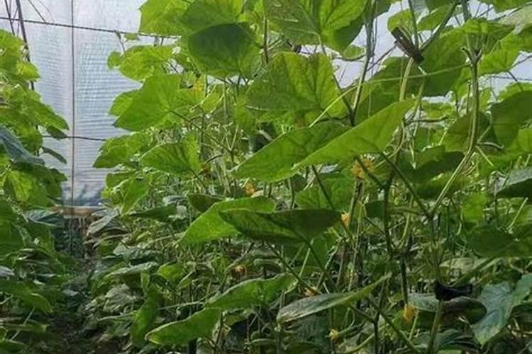 鱼蛋白肥料的功能和效果,鱼蛋白具体在作物上的应用