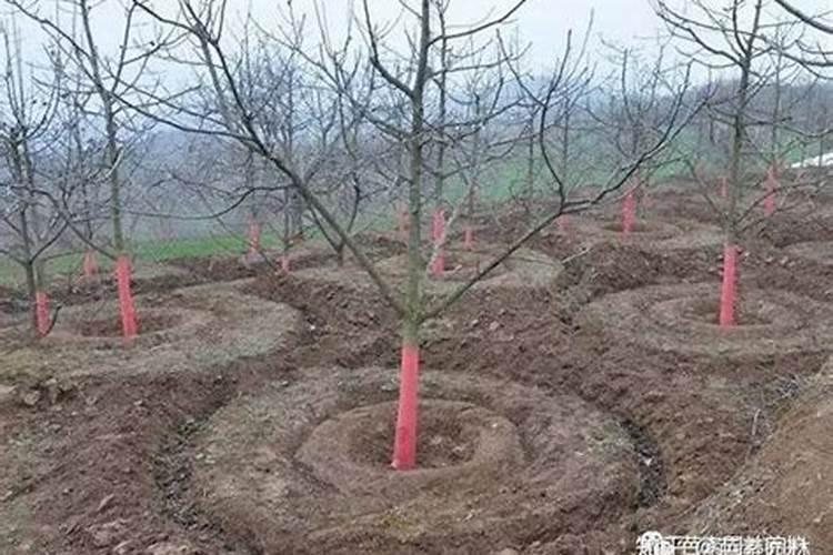 请问桃树可以施用氯化钾复合肥吗？