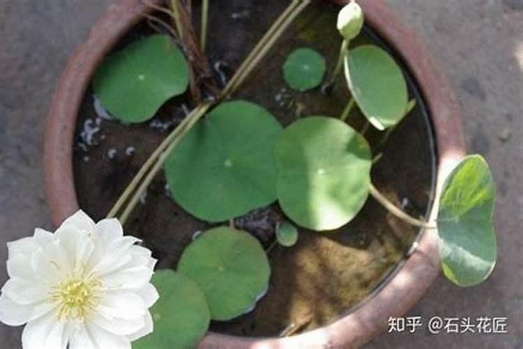 请问一下巨峰葡萄膨果喂什么肥