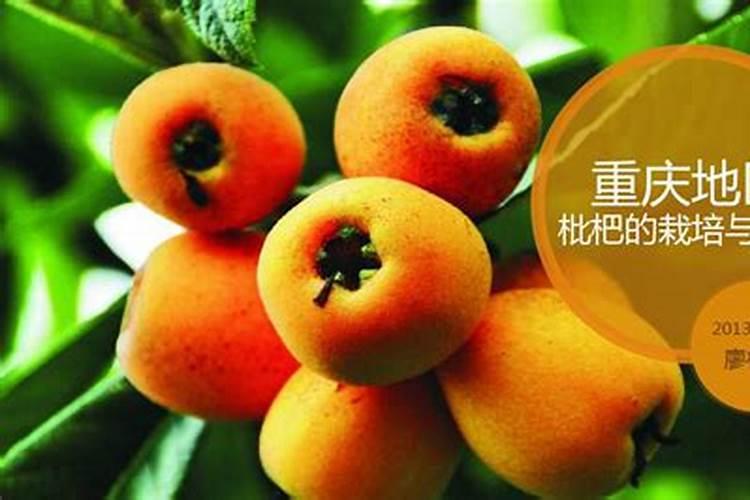 大果枇杷的种植栽培技术