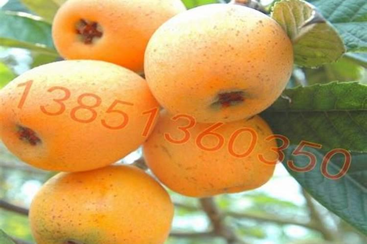 枇杷树该如何种植才能高产？有哪些技巧呢？
