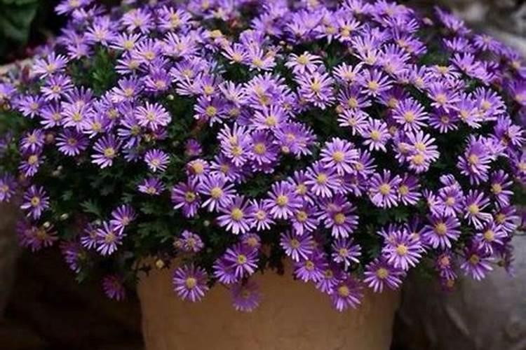 p/o比值生物化学名词解释是什么？