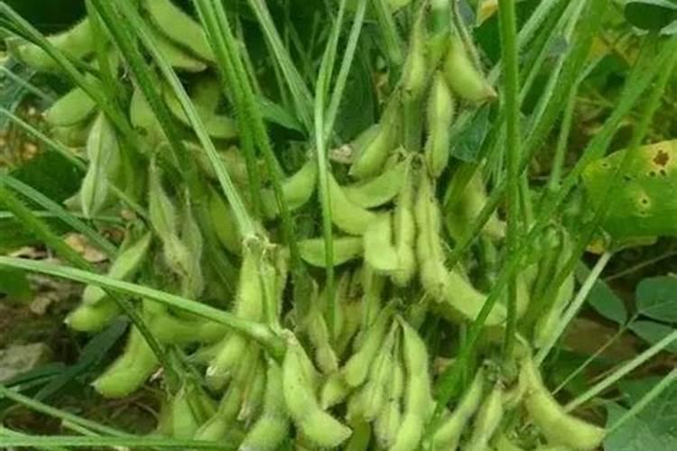 大豆叶面肥的喷施技巧