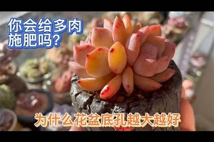 多肉多久施肥一次