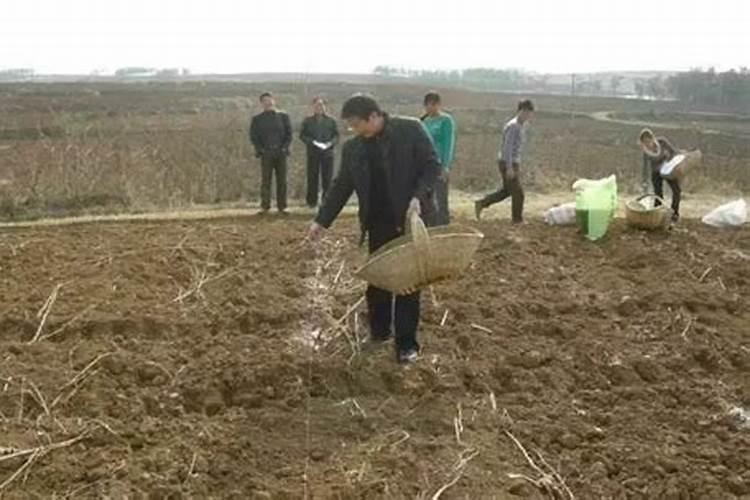 尿素可以水溶后施肥吗 尿素能水溶后施肥吗